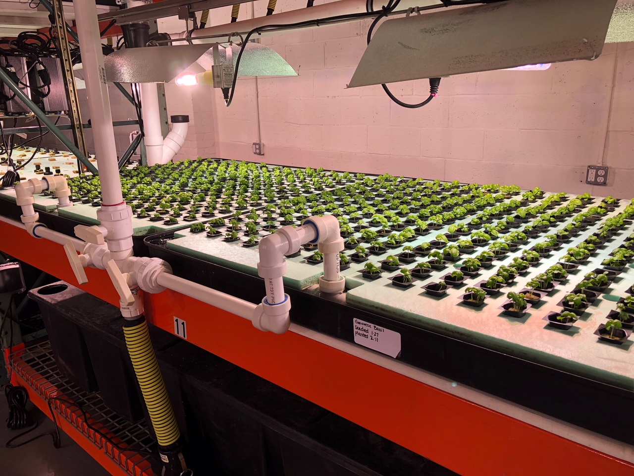 A row of produce being grown in small containers